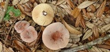 Lactifluus corrugis image