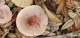 Lactifluus corrugis image