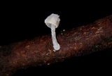 Mycena perlae image