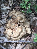 Meripilus sumstinei image