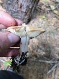 Rhodocollybia maculata image