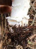 Amanita aprica image