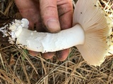 Amanita aprica image