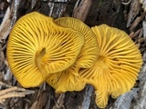 Chrysomphalina chrysophylla image