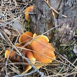 Gymnopilus aurantiophyllus image