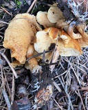 Gymnopilus aurantiophyllus image