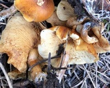 Gymnopilus aurantiophyllus image