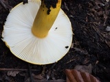 Russula flavida image