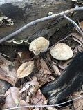 Caloboletus firmus image