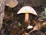 Caloboletus firmus image