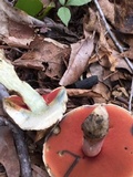 Caloboletus firmus image