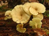 Pseudoarmillariella ectypoides image