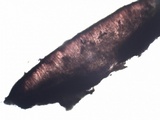 Tephromela atra var. atra image