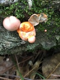 Lycogala epidendrum image