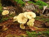 Pseudoarmillariella ectypoides image