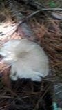 Megacollybia rodmanii image