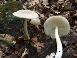 Amanita sect. Vaginatae image