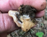 Discina ancilis image