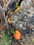 Gymnopilus aurantiophyllus image