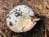 Agaricus moronii image
