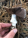 Agaricus moronii image