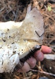Agaricus moronii image