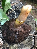 Agaricus moronii image