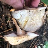 Agaricus moronii image