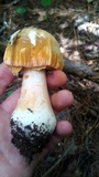 Amanita roseitincta image