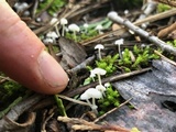 Heliomyces decolorans image