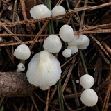 Heliomyces decolorans image