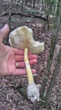 Amanita arkansana image