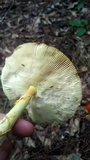 Amanita arkansana image