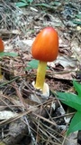Amanita arkansana image