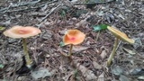 Amanita arkansana image