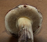 Boletus pallidus image