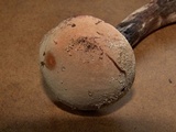 Boletus pallidus image
