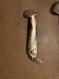 Boletus pallidus image