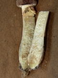Boletus pallidus image