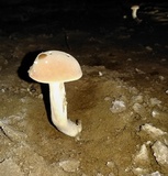 Boletus pallidus image