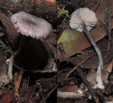 Entoloma uliginicola image