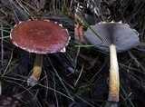 Psilocybe formosa image