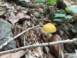 Pluteus leoninus image