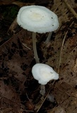 Resinomycena rhododendri image