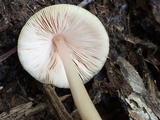 Pluteus leoninus image