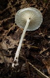 Resinomycena rhododendri image