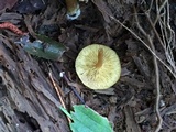 Callistosporium luteo-olivaceum image