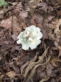 Russula parvovirescens image