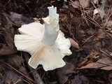 Russula parvovirescens image