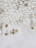 Psathyrella incerta image